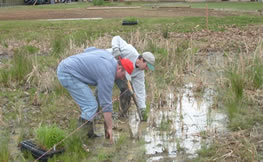 Mitigation wetland