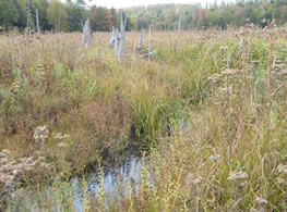 natural wetland in Northeastern Pennsylvania